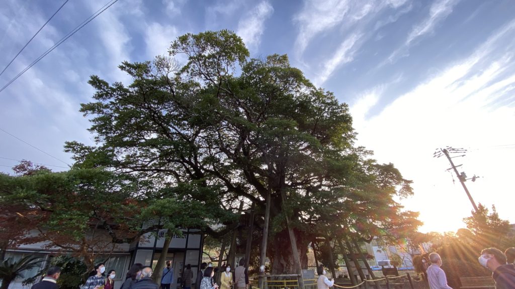 讃岐財田駅のタブの木