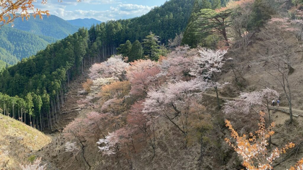 吉野の桜は下から上へ