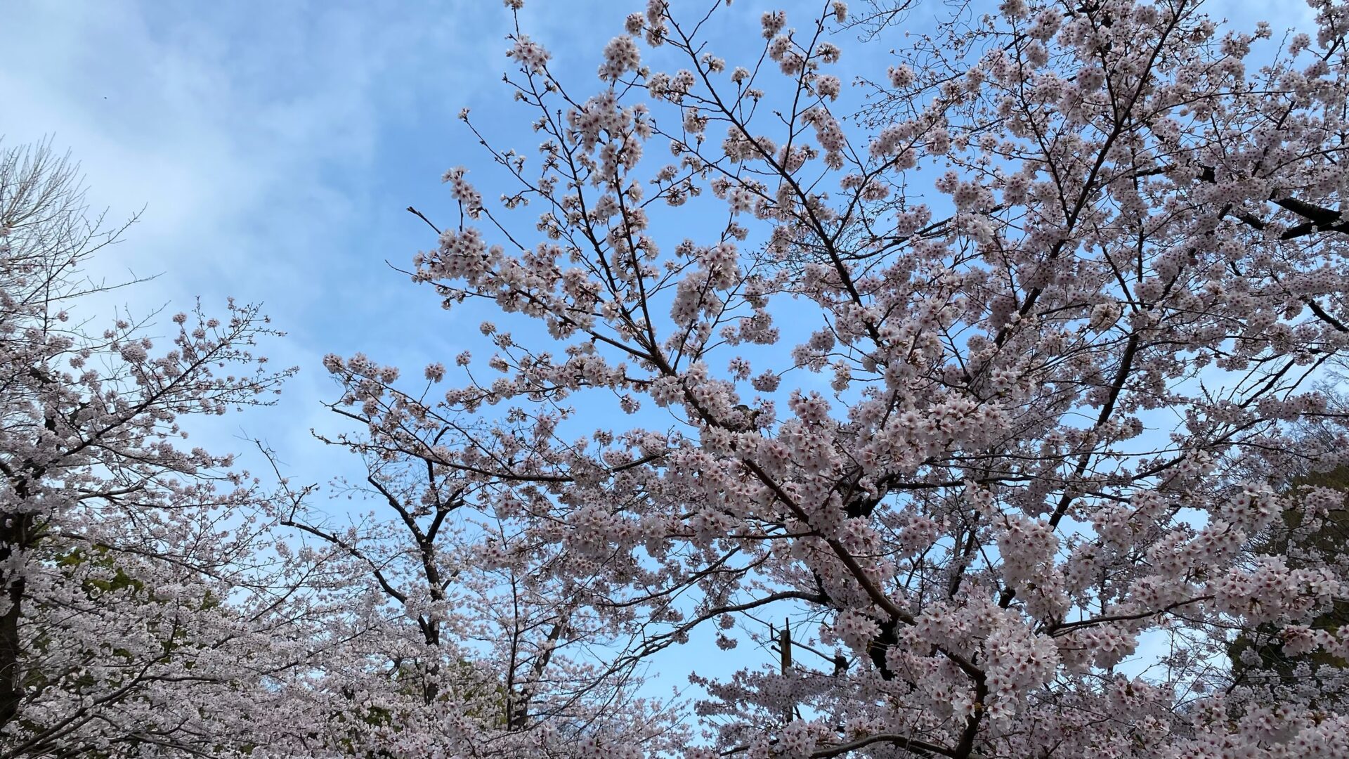 桜の時期なら必見！上野公園