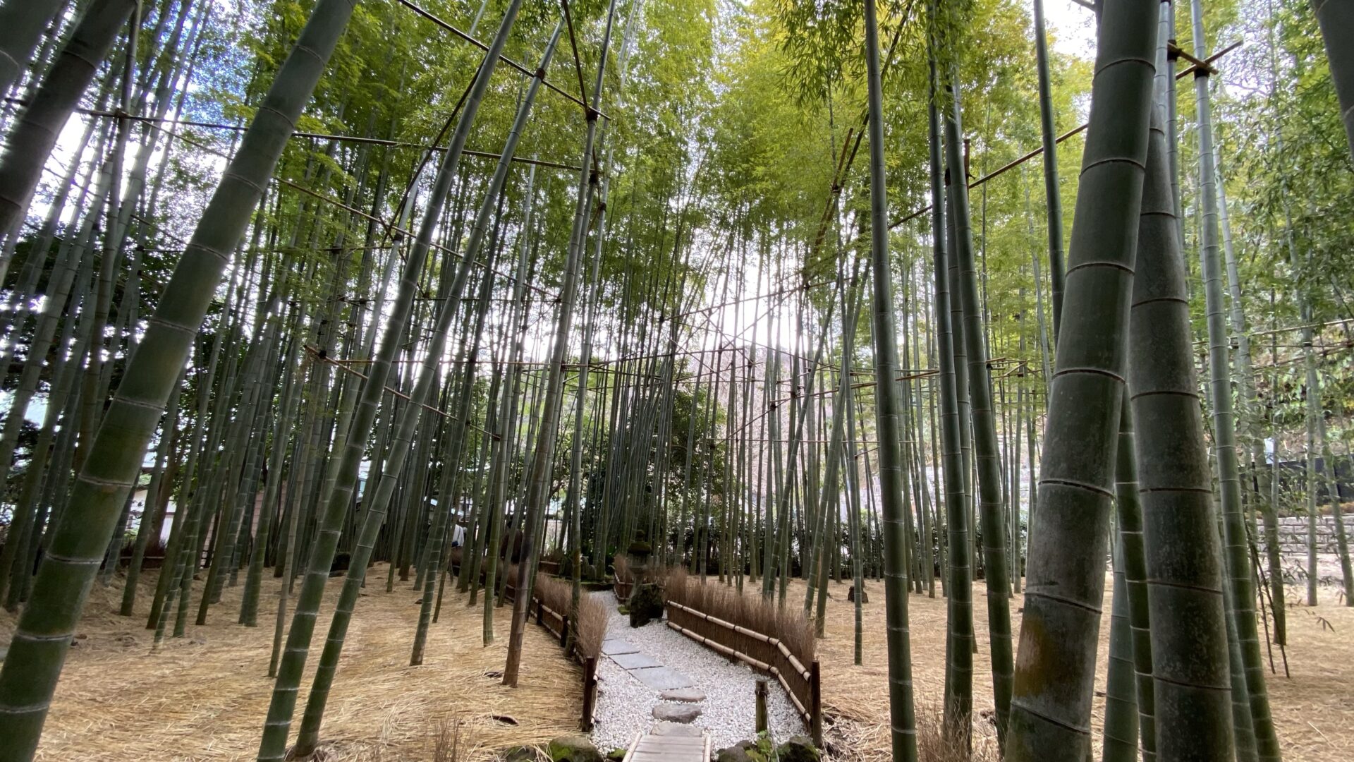 竹林が印象的な報国寺 鶴岡八幡宮から歩いても行ける！