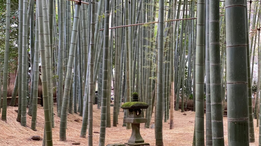 竹林が印象的な報国寺 鶴岡八幡宮から歩いても行ける！