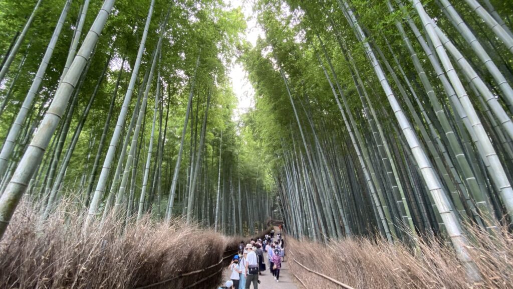 見どころたくさん　京都の観光