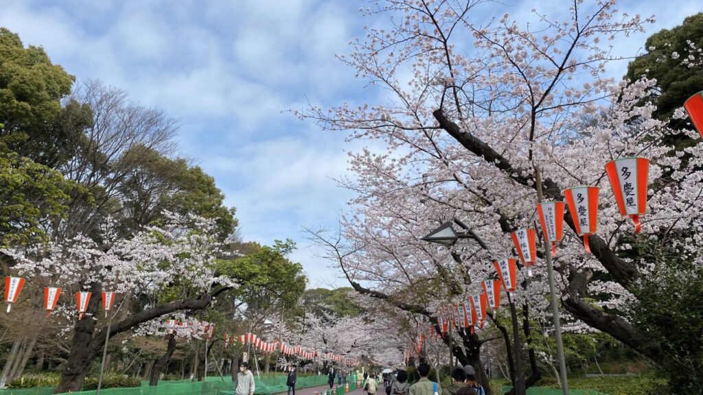 桜の時期なら必見！上野公園
