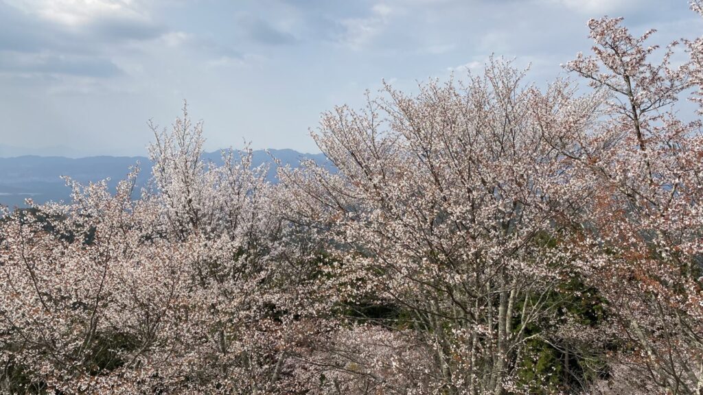 例年、「吉野の桜」は4月初めが見頃