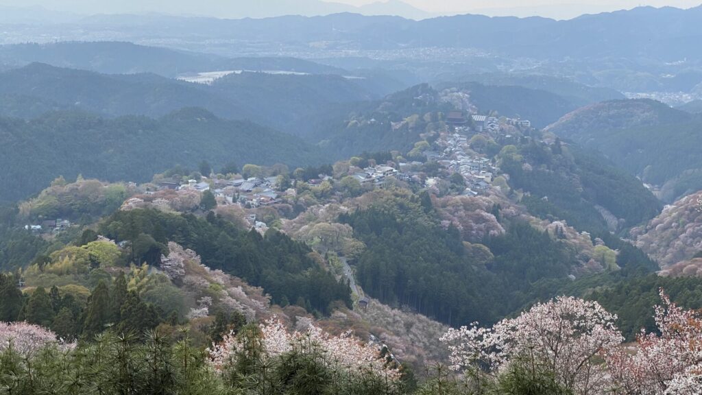 例年、「吉野の桜」は4月初めが見頃
