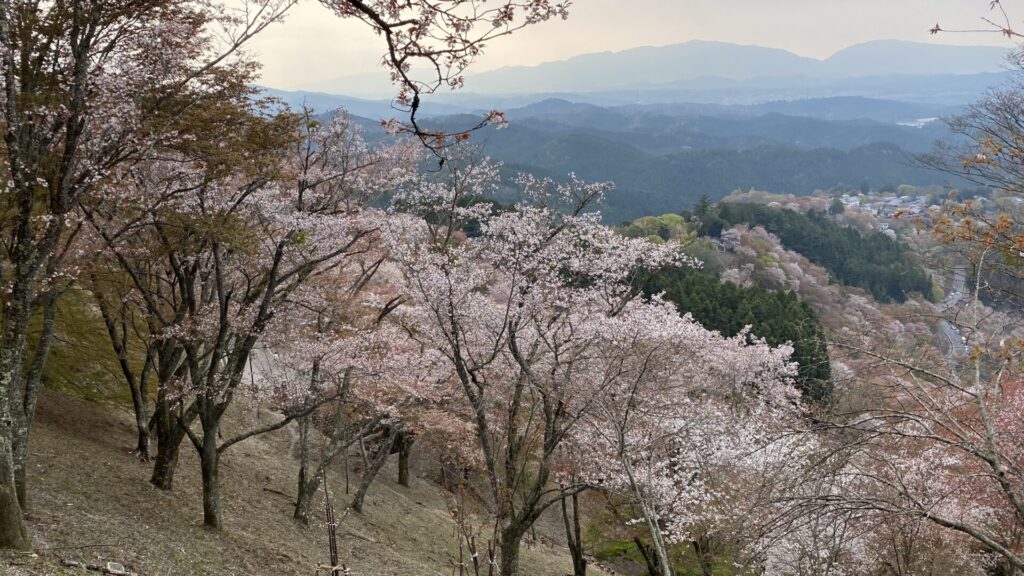 上千本・奥千本からみる桜の景色は絶景