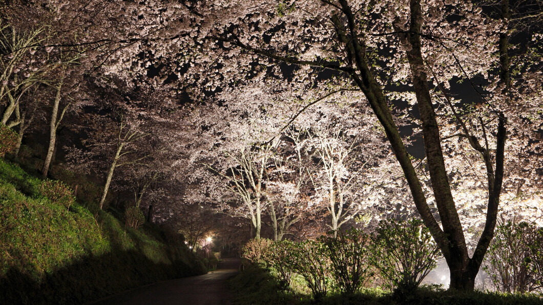 「吉野の桜」ではライトアップも行われる！