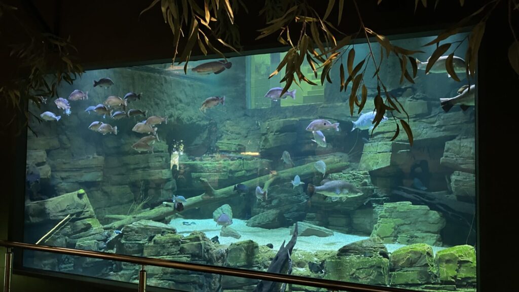 ケアンズ水族館でグレートバリアリーフの魚たちをみよう