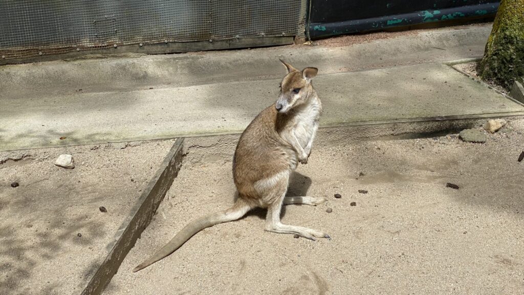 キュランダ高原を観光しよう キュランダ・コアラガーデンズでは、コアラを抱いて写真も！