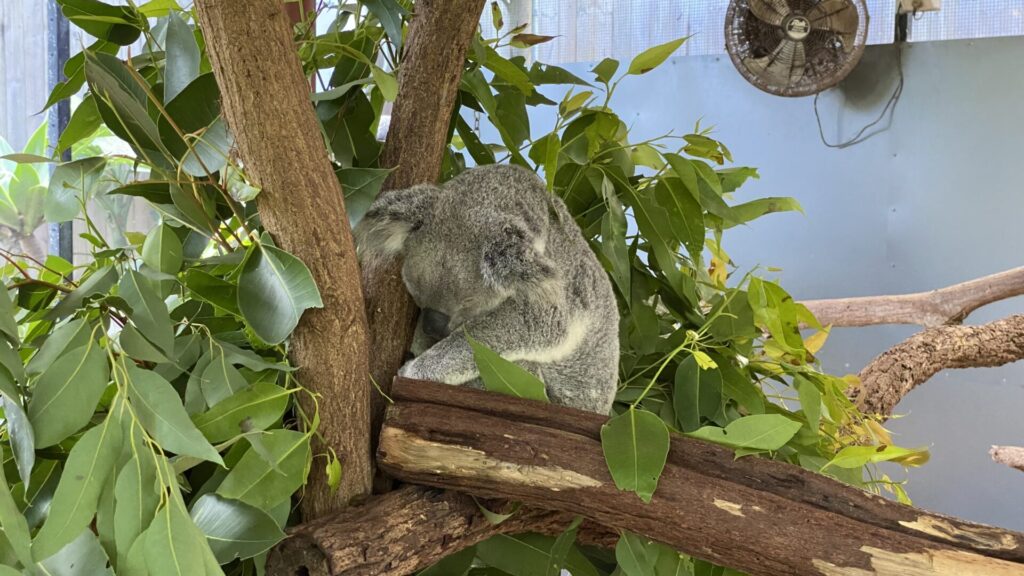 キュランダ高原を観光しよう キュランダ・コアラガーデンズでは、コアラを抱いて写真も！