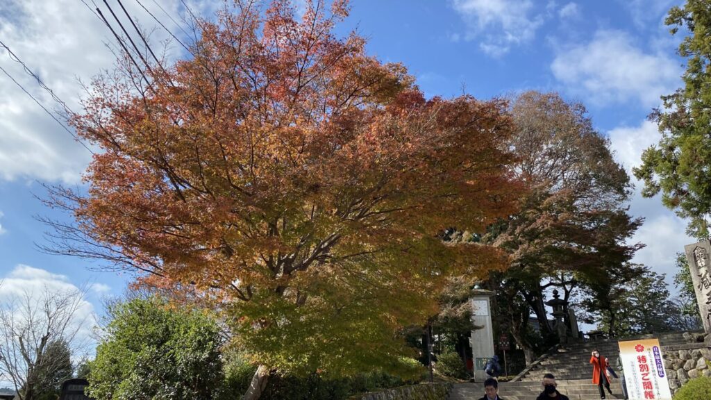 紅葉の、1本1本の木も美しい
